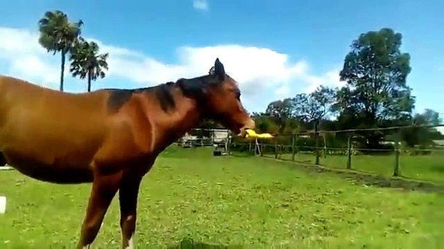 Ce cheval adorable joue avec son jouet en plastique
