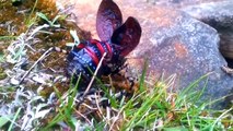 Un randonneur filme un insecte très rare, le magnifique  Mountain Katydid