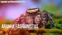 9 Aranhas Totalmente bizarras