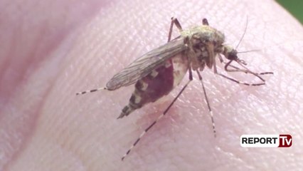 Report TV - Dy amerikanë me malarie në Shqipëri, mjeku: Erdhën nga Kamboxhia, s'ka panik