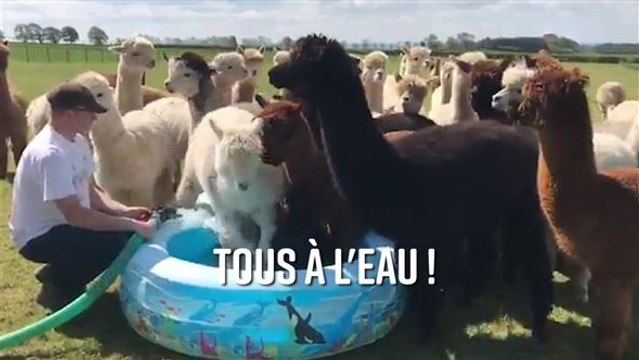 Les alpagas aiment leur piscine