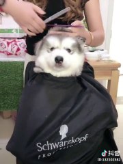 Cute puppy getting haircut