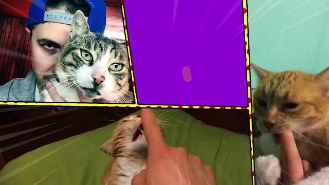 Историята на 4KOTKI - Шелби!