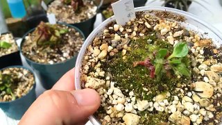 Cephalotus Pitcher Plant Care: Triming dead Pitchers & the Carnivorous Plant soil mix I use for them