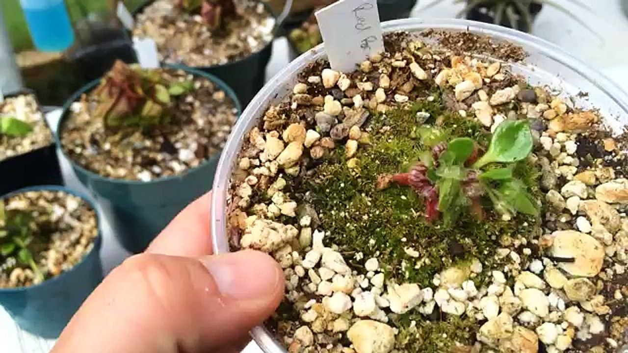 Cephalotus Pitcher Plant Care: Triming dead Pitchers & the Carnivorous Plant soil mix I use for them