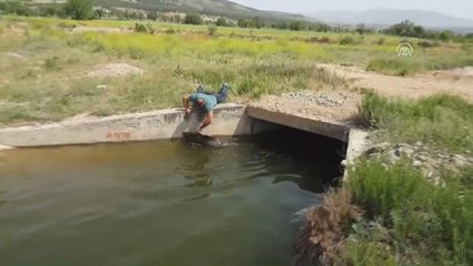 Domuz Avcısı, Yavru Domuzlarını Boğulmaktan Kurtardı