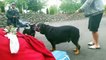 Rott VS Rott! Rottweilers Face Off in the Hood
