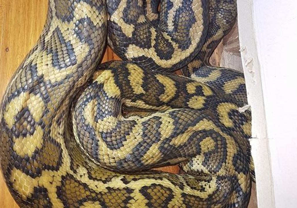 Young Boy Helps Dad Bag Python in Willowvale Home