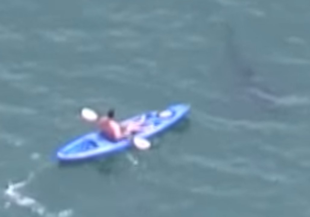 Helicopter Video Shows Kayaker Falling into Water While Great White Shark Lurks Beneath