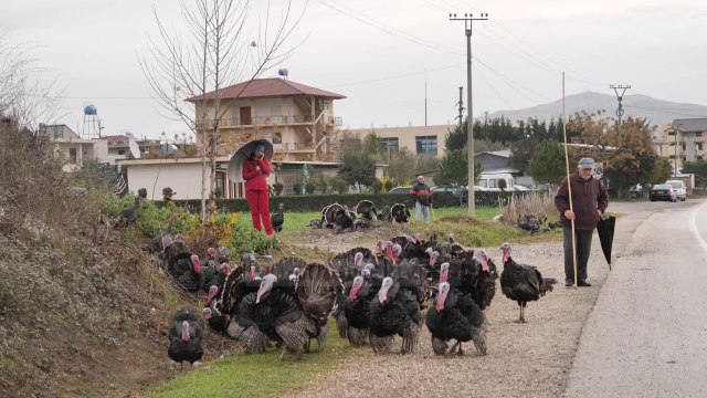 Gjelat e Vitit të Ri nuk kanë treg; shiten në anë të rrugës - Top Channel Albania - News - Lajme