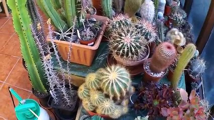 How to water Ci & Succulent plants