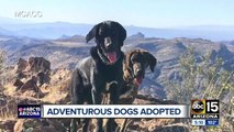 Dogs found on mountain in Superior adopted