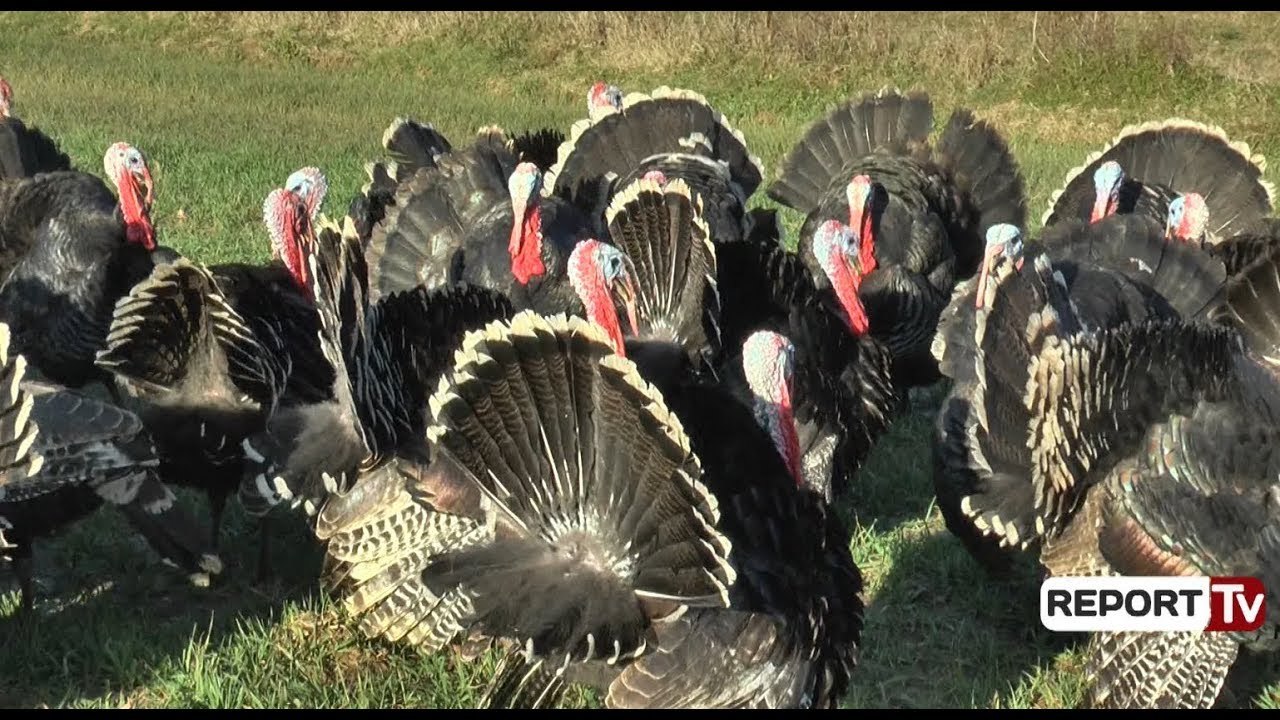 SPECIALE/ Report Tv në Baldushk në fshatin e gjelave të detit