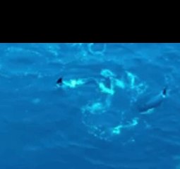 Video herunterladen: Drone Footage Captures Pod of Orcas Hunting Near Shetland