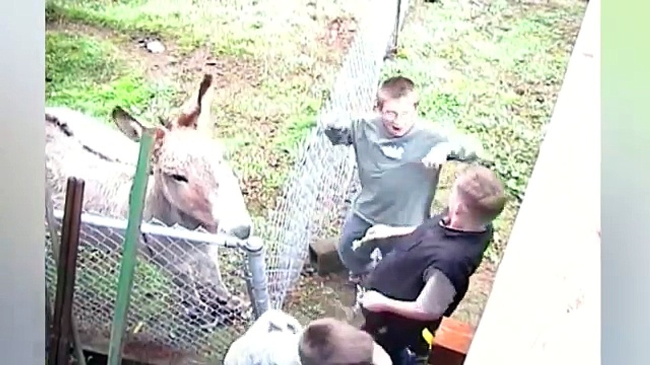 Sneezy Pet & Animal Videos Weekly Compilation | Kyoot Animals