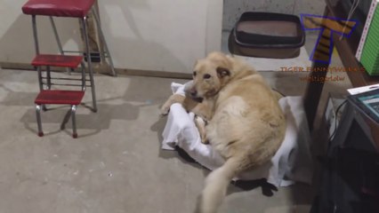 Ultimate TRY NOT TO LAUGH challenge - Hilarious ANIMAL VIDEOS!