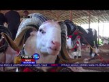 Kontes Domba Garut, Ratusan Peternak Antusias Mengikuti Perlombaan -NET24