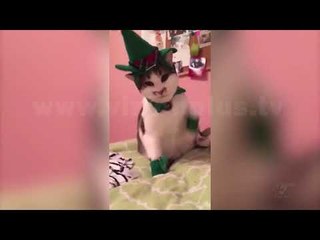 Next - Crazy - 25 Dhjetor 2017 - Show - Vizion Plus