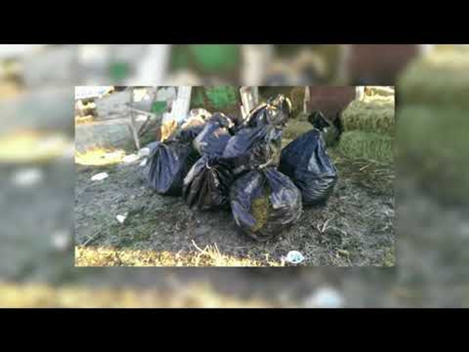 ZBULOHET 281 KG KANABIS NE NJE STAN, POLICIA ARRESTON TRAFIKANTIN HYSEN BRAHIMI NGA LAZARATI LAJM