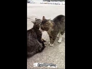 Kavga Eden Kedileri Havlayarak Ayıran Adam