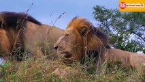 Buffalo vs Lion - Lions Go Buffalo Hunting and Surprise