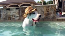 Funny Great Dane smiles and sits like a person in the pool,funny great dane,max and katie the great danes,great dane