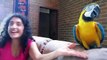 My Funny Parrot by remix-FUNNY Parrots Doing FUNNY Stuff ! Parrots Videos and Vines Compilation 2018