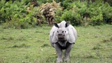 One horned Indian Rhinoceros
