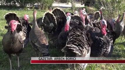 Fermerët e Peqinit ankohen për rënien e blerjeve - News, Lajme - Vizion Plus