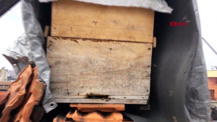 Taksim’i arılar bastı