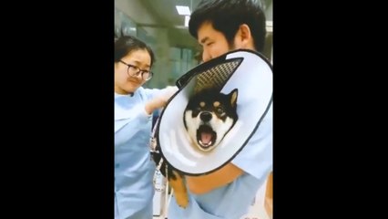 Aşı Olmaktan Ölümüne Korkan Sevimli Köpek