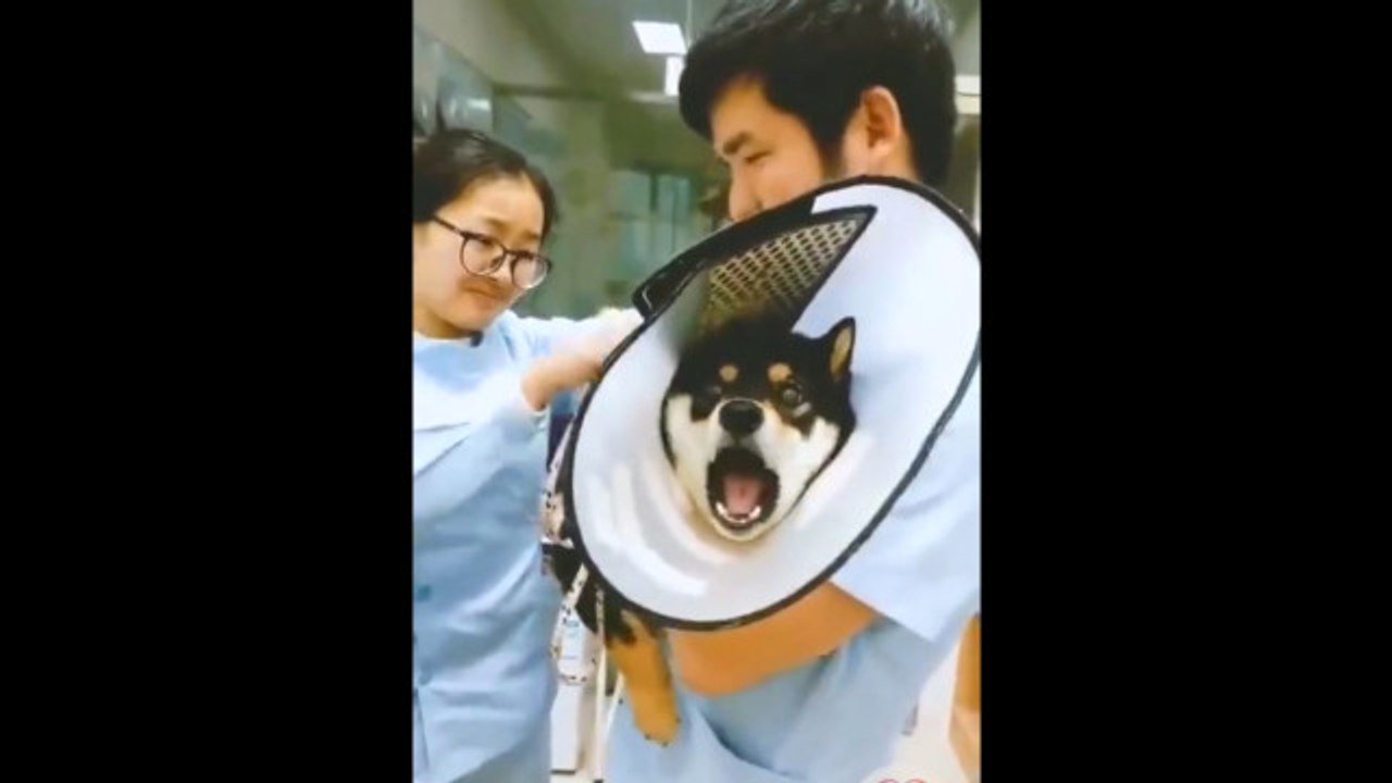 Aşı Olmaktan Ölümüne Korkan Sevimli Köpek