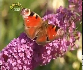 Come Outside: Series 3: Butterflies