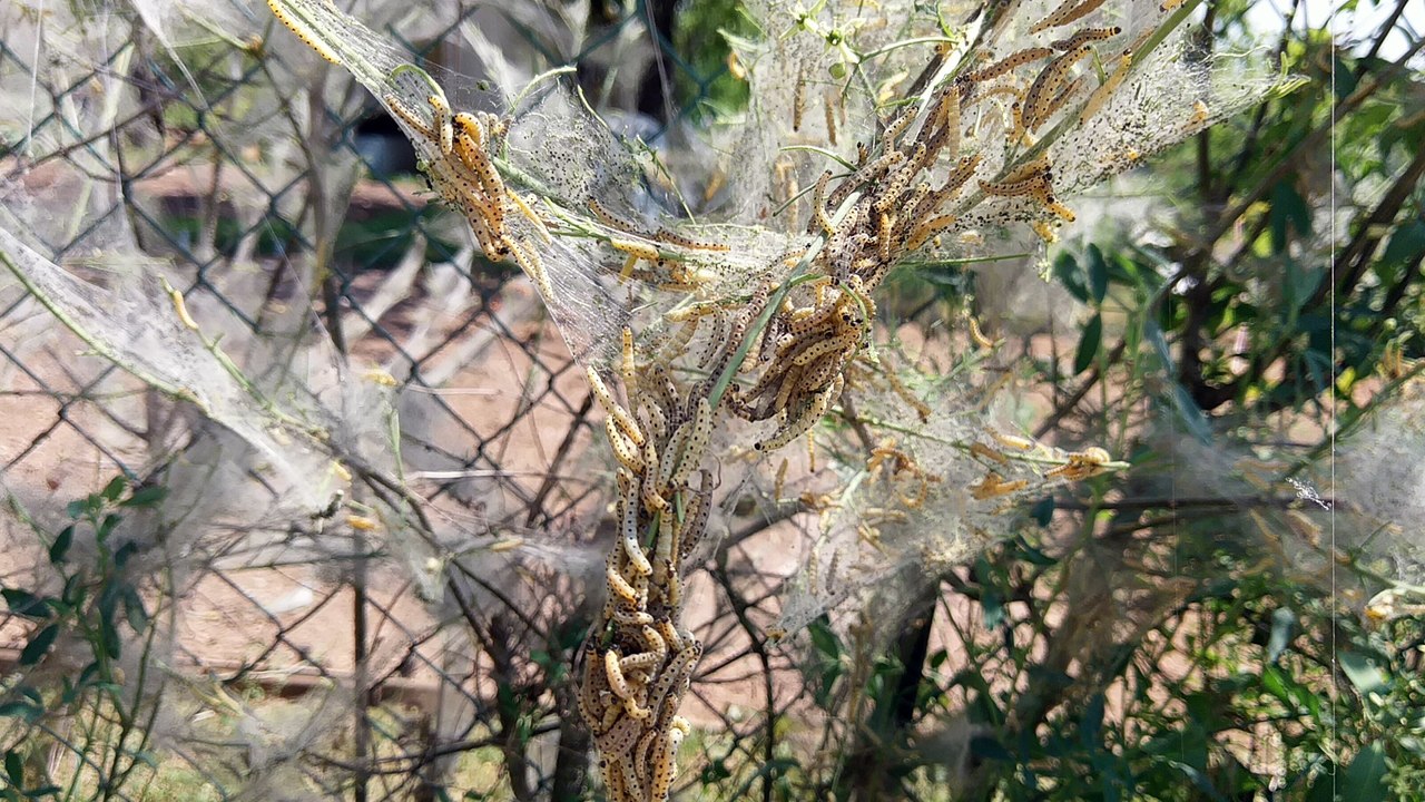 Des chenilles de papillons hyponomeutes à Dijon