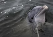 Dolphin Surprises Man and His Grandson on South Carolina Fishing Trip