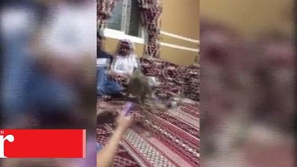 Çita partinin ortasına böyle daldı