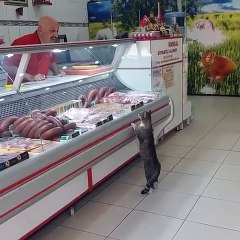 Quand un chat va faire ses courses