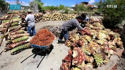 다큐 오늘 - 멕시코 전통의 향기를 찾아서_#001