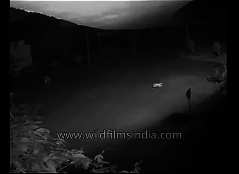 Leopard gets to a dog