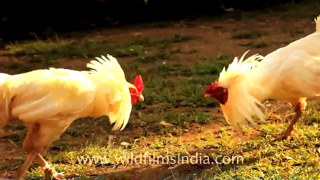 Why do people make birds fight?