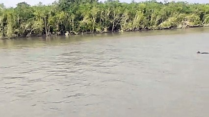 Indian Tiger crossing the River by Fast Swimming...!!!!