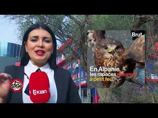 Stop  Shqiponja, simboli i kombit sonë, shitet në rrugë për 70-100 mijë lekë  (09 janar 2018)