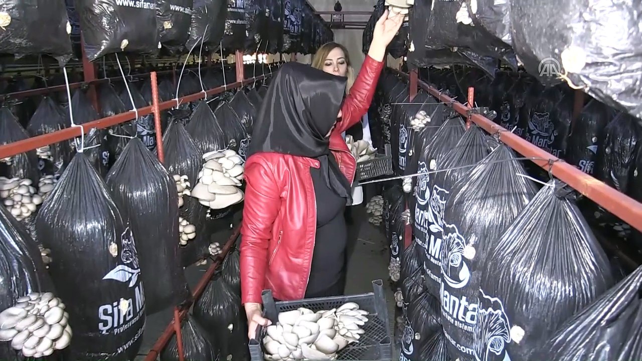 Ordulu kardeşler ekmeğini mantardan kazanıyor - ORDU