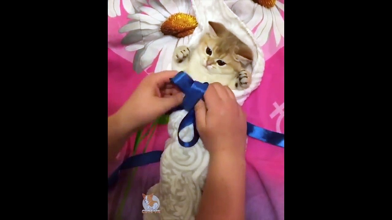 Try Not To Laugh Challenge  ♥Happy Cats Compilation - Cutest Cat Ever 2018♥ #2  Part  86