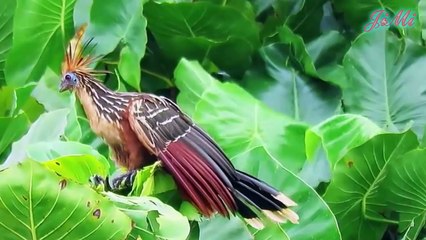 Chim mẹ hôi thối Chim non bản lĩnh thả rơi mình xuống nước không để kẻ khác ăn thịt