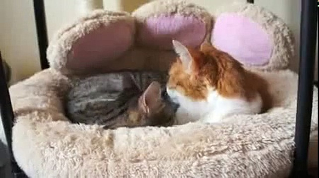 cats