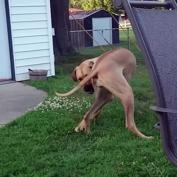 Do you want a Great Dane _