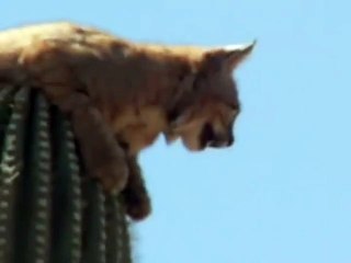 Everything's Gonna Be Alright