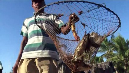 Replanter la mangrove pour améliorer le quotidien des pêcheurs