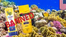 Avoid this kind of sunscreen to protect coral reefs - TomoNews